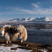 Schamanentrommel | ø 40-45 cm | Yak
