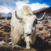 Schamanentrommel | ø 40-45 cm | Yak