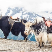 Schamanentrommel | ø 40-45 cm | Yak