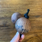 Doppelball Rassel | Thelevi Kapselfrucht