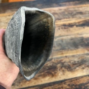 Büffelhorn auch "TUWA" genannt | Grössen von 38-44 cm