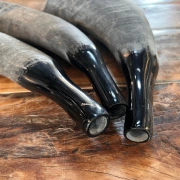 Büffelhorn auch "TUWA" genannt | Grössen von 38-44 cm