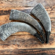 Büffelhorn auch "TUWA" genannt | Grössen von 38-44 cm