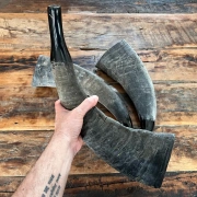 Büffelhorn auch "TUWA" genannt | Grössen von 38-44 cm