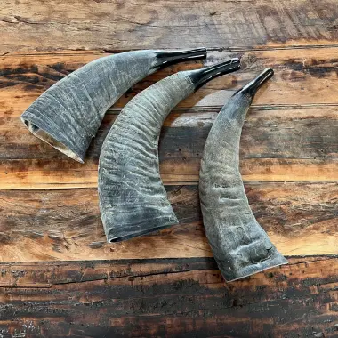 Büffelhorn auch "TUWA" genannt | verschiedene Grössen