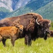 Rohhautrassel aus Bisonhaut