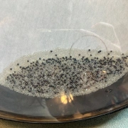 Ocean Drum – Wellentrommeln | 2 Head Wave mit feines  Meeresrauschen