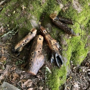 Root Doppel Okarina