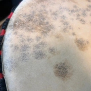 Djembé Trommel | Variante 8 | Gross | Westafrika Tradition