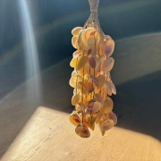 Rassel aus Muscheln