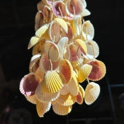 Rassel aus Muscheln