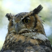 Uhu-Flöte aus Bambus