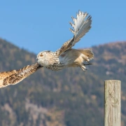 Uhu-Flöte aus Bambus