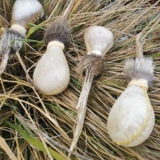 Schamanen Rassel aus Rohhaut | M