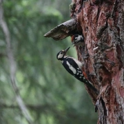 Gebetsflöte in F#-Moll | Spechtkopf | Redheart Holz | Miguel Medina