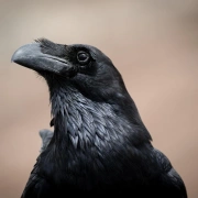 Gebetsflöte in G-Moll | Raben Windblock | Walnuss | Miguel Medina