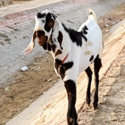 Schamanen Trommel | Pakistan ø 41 cm