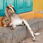 Schamanentrommel | ø 40-45 cm | Ziege