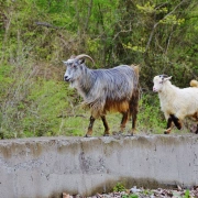 Schamanentrommel | ø 40-45 cm | Ziege