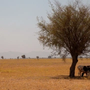 Schamanentrommel | ø 40-45 cm | Rind