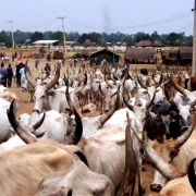 Schamanen Trommel | Pakistan ø  46 cm