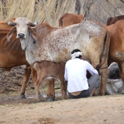 Schamanentrommel | ø 46-50 cm | Rind