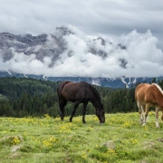 Schamanentrommel | ø 46-50 cm | Pferd