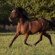 Schamanentrommel | ø 46-50 cm | Pferd