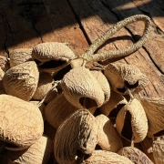 Pangi Nussschalen Rassel | Sanfter Wasserklang für Klangräume und Rituale