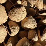 Pangi Nussschalen Rassel | Sanfter Wasserklang für Klangräume und Rituale