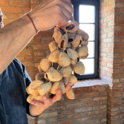 Pangi Nussschalen Rassel | Sanfter Wasserklang für Klangräume und Rituale