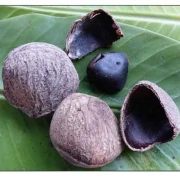 Pangi Nussschalen Rassel | Sanfter Wasserklang für Klangräume und Rituale