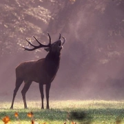 Schamanische Rohautrassel aus Rinderhaut mit Hirschhorngriff