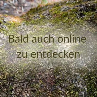 Gebetsflöte | E-Moll | Woodsounds