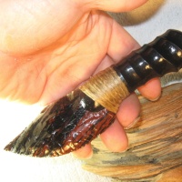 Obsidian Paleo Kräutermesser mit Springbockhorngriff (16 cm)