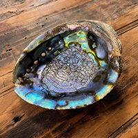 Räuchermuschel | Blaue Abalone