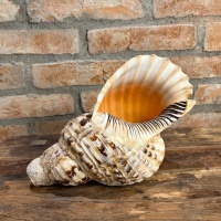 Muschelhorn