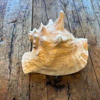 Muschelhorn | Pūtātara | Shankha | Conch Shell |  Kavadi | Conque | ca. 24 cm