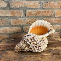 Muschelhorn