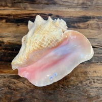 Muschelhorn | Pūtātara | Shankha | Conch Shell |  Kavadi | Conque | ca. 24 cm