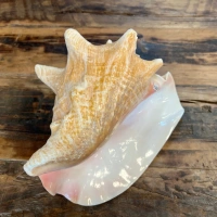 Muschelhorn | Pūtātara | Shankha | Conch Shell |  Kavadi | Conque | ca. 24 cm