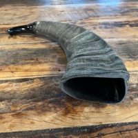 Büffelhorn auch "TUWA" genannt | Grössen von 38-44 cm