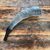 Büffelhorn auch "TUWA" genannt | Grössen von 38-44 cm