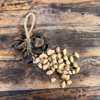 Rassel | Shaker | Gemischte Samen