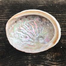Rote Abalone Räuchermuschel