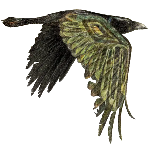 Raven-Spirit Logo